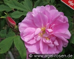 Therese Bugnet kaufen, clicken für mehr Details Therese Bugnet