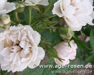 Rose ‘Weiße Nelkenrose‘ (wurzelnackte Rose)