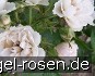 Buy Weiße Nelkenrose