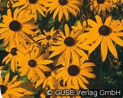 Sonnenhut kaufen, click for more details Sonnenhut