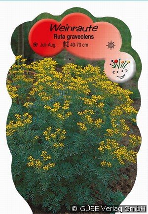 Wein-Raute