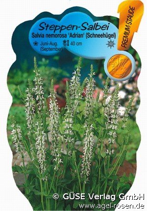 Buy Garten Salbei Online At Agel Rosen Salvia Nemorosa White