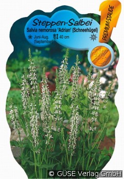 Garten-Salbei