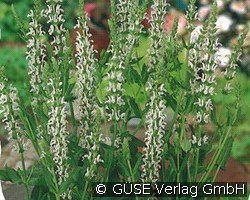 Garten-Salbei kaufen, click for more details Garten-Salbei