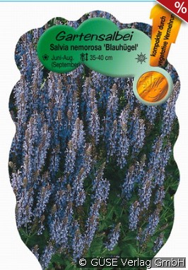 Salbei