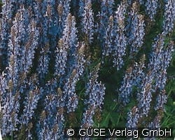 Salbei kaufen, clicken für mehr Details Salbei