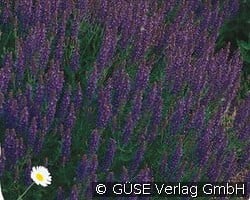 Garten-Salbei kaufen, clicken für mehr Details Garten-Salbei