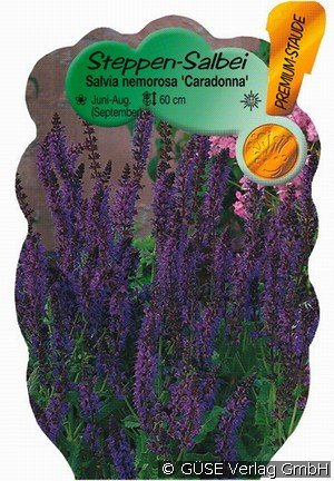 Garten-Salbei