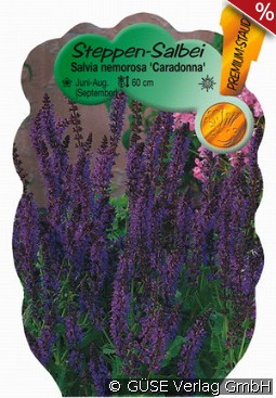 Garten-Salbei