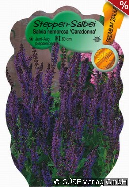 Garten-Salbei