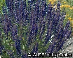 Garten-Salbei kaufen, clicken für mehr Details Garten-Salbei