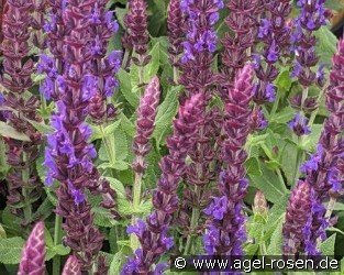 Garten-Salbei