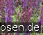 Garten-Salbei