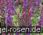 Garten-Salbei kaufen