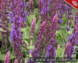 Garten-Salbei Compact Violett