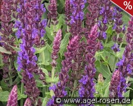 Garten-Salbei Compact Violett