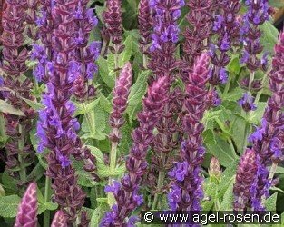 Garten-Salbei Compact Violett