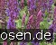 Garten-Salbei Compact Violett