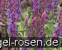 Garten-Salbei Compact Violett kaufen