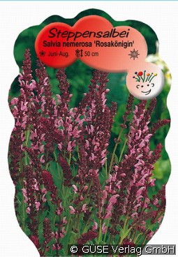 Garten-Salbei kaufen, click for more details Garten-Salbei