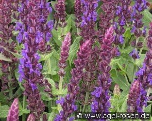 Garten-Salbei