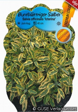 Gelbbunter Salbei