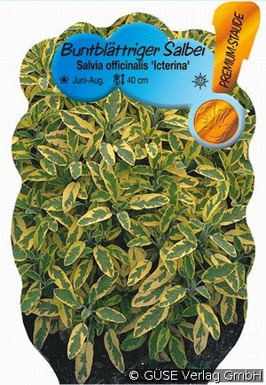 Gelbbunter Salbei