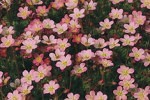 Moos-Steinbrech, clicken für mehr Details Moos-Steinbrech (Saxifraga Arendsii-Hybride 'Blütenteppich' 'Peter Pan')