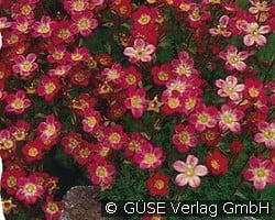 Moos-Steinbrech kaufen, click for more details Moos-Steinbrech