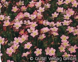 Moos-Steinbrech kaufen, click for more details Moos-Steinbrech