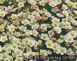 Moos-Steinbrech kaufen, clicken für mehr Details Moos-Steinbrech