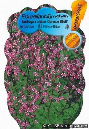 Porzellanblümchen