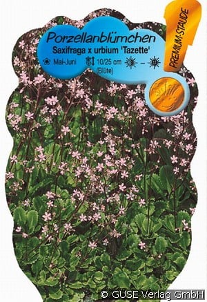 Porzellanblümchen