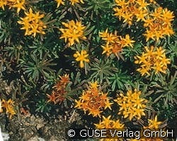 Garten-Fettblatt kaufen, click for more details Garten-Fettblatt