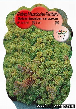 Spanischer Mauerpfeffer