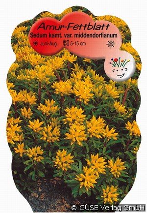 Teppich-Sedum