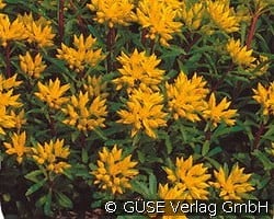 Teppich-Sedum kaufen, click for more details Teppich-Sedum