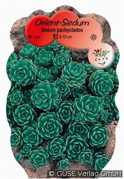 Orient-Sedum, Dickrosettiges Fettblatt