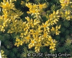 Goldmoos-Fettblatt kaufen, click for more details Goldmoos-Fettblatt