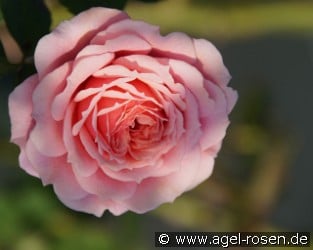 Großes Garten-Fettblatt