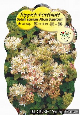 Teppich-Sedum