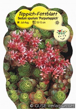Fetthenne Fuldaglut