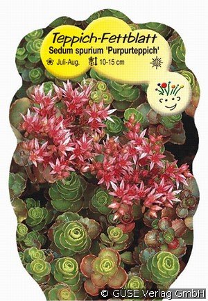 Fetthenne Fuldaglut