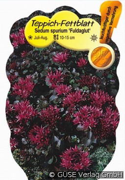 Teppich-Sedum