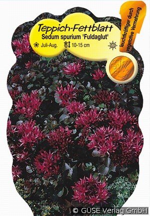 Teppich-Sedum