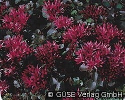 Teppich-Sedum kaufen, click for more details Teppich-Sedum