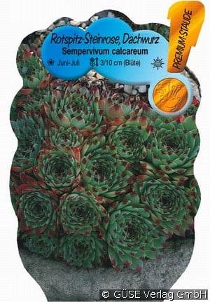 Hauswurz, Rotspitz-Steinrose