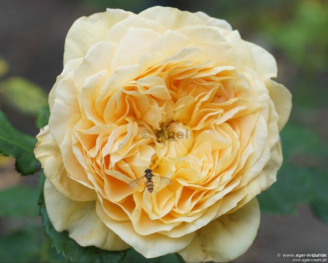 Buy Yellow Roses – AGEL ROSEN