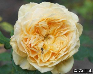 100 Idées Jardin