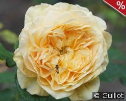 100 Idées Jardin kaufen, click for more details 100 Idées Jardin